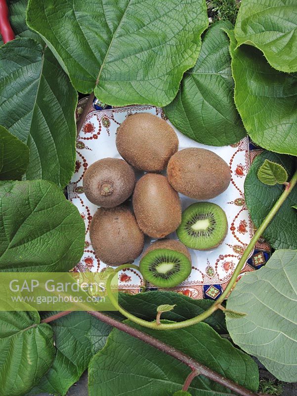Actinidia chinensis - Ripe Kiwi fruit, foliage and twining stems                            