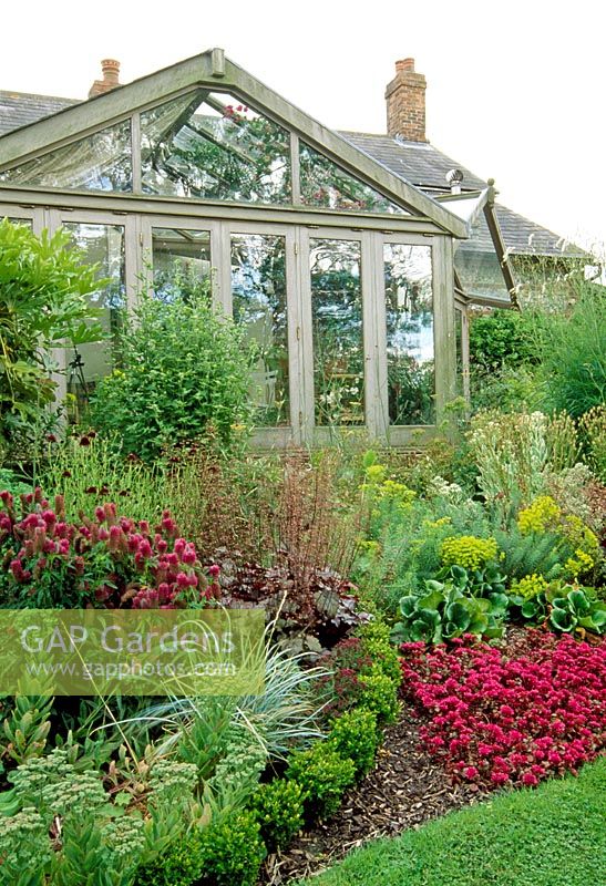 Summer border of Sedum, Heuchera and Buxus in front of conservatory. Fovant Hut Garden, Wilts