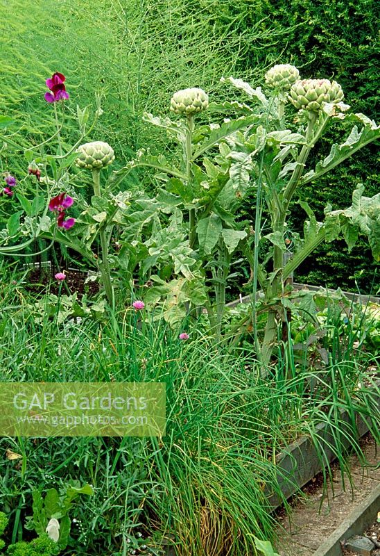 Cynara cardunculus - Globe Artichokes in raised bed with Allium - Chives and Asparagus foliage. Fovant Hut Garden, Wilts
