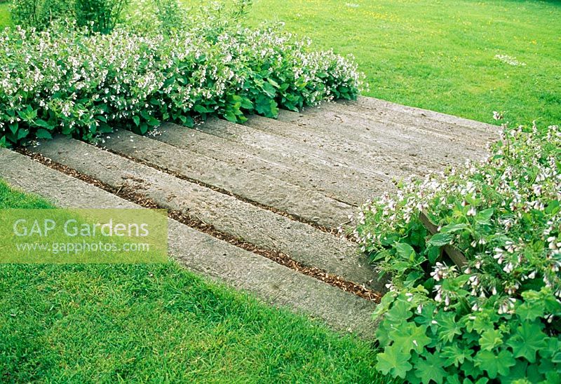 Timber sleeper steps edged with Symphytum - Comfrey. Fovant Hut Garden, Wilts