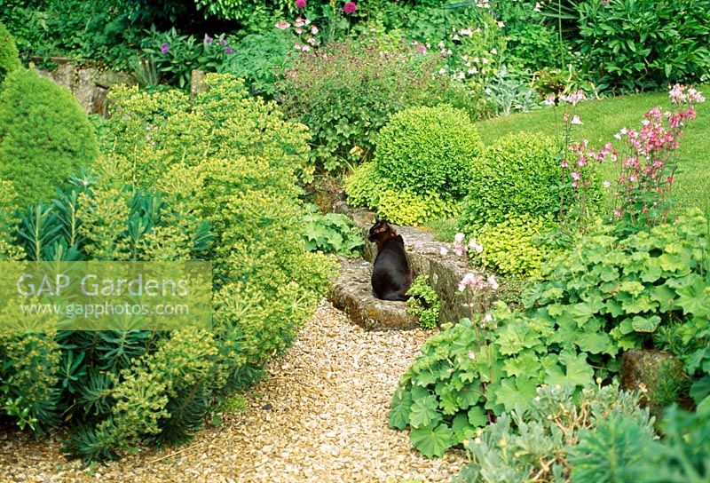 Cat sitting on one stone step in garden. Fovant Hut Garden, Wilts