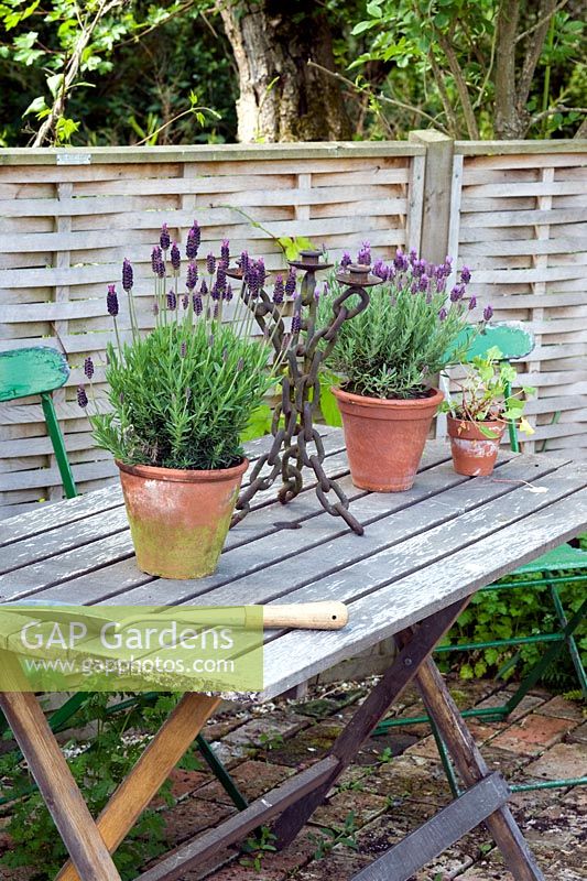 Lavandula stoechas in pots on wooden table with candlestick 
