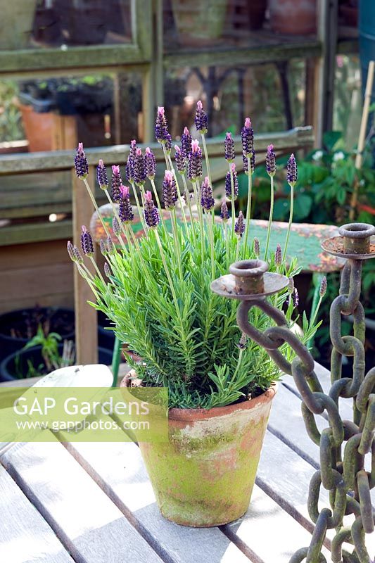 Lavandula stoechas in pot with candlestick and trowel