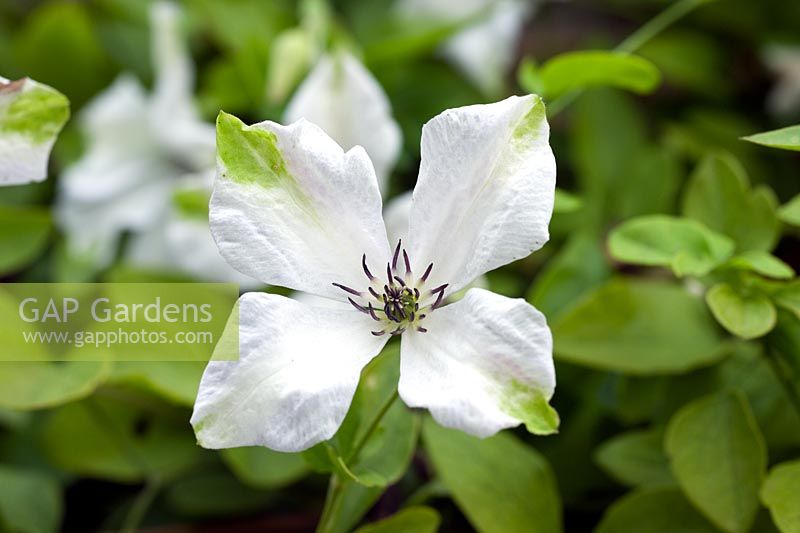 Clematis 'Alba Luxurians'