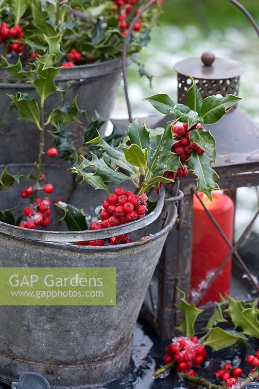 Lantern with red candle and Ilex - Holly in metal buckets on table
