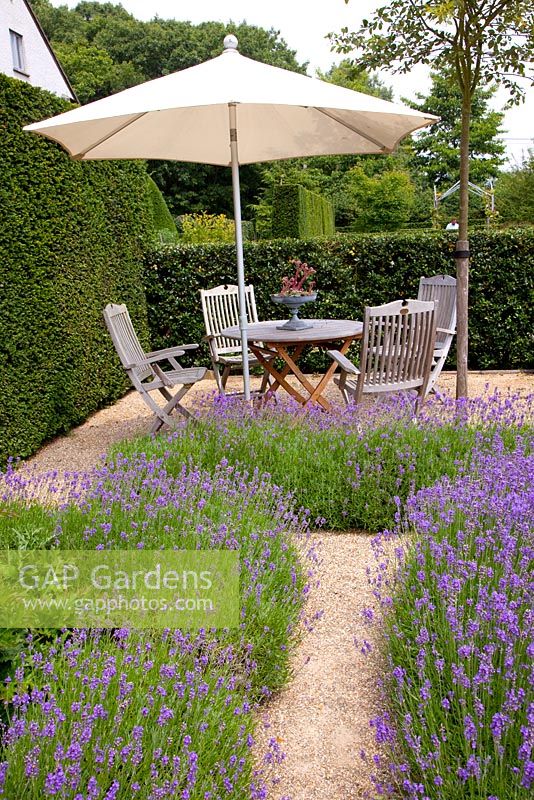 Gravel path to seating area in garden with Lavandula angustifolia - Lavender.

