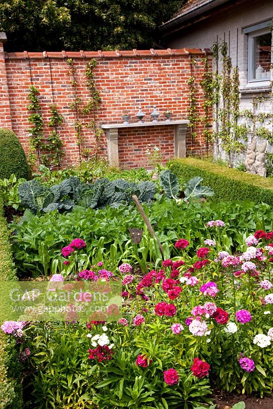 Vegetables and Dianthus barbatus -  Sweet Williams in border next to house.