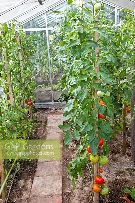 Greenhouse with crop of Tomatoes