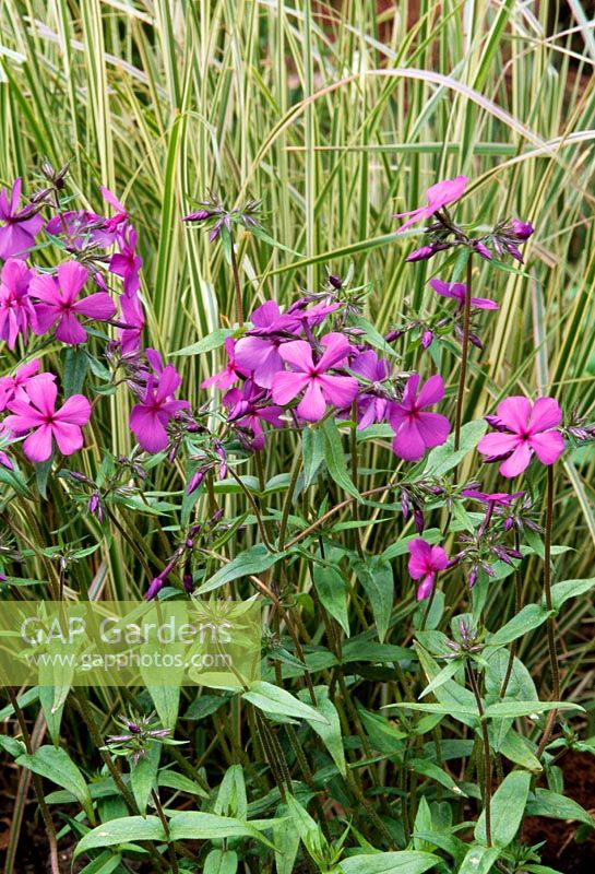 Phlox 'Eco Warrior' and Calamagrostis