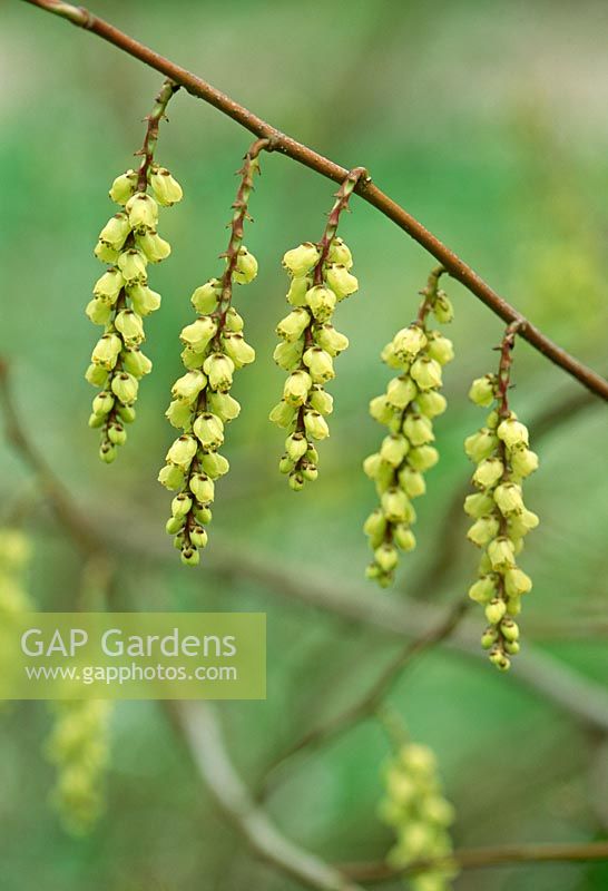 Stachyurus szechuanensis