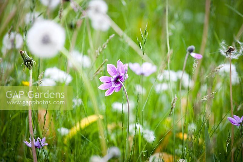 Anemone pavonia amidst Taraxacum - Dandelions in meadow style planting