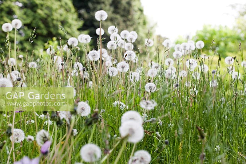 Taraxacum - Dandelion 'clocks' in wildflower meadow