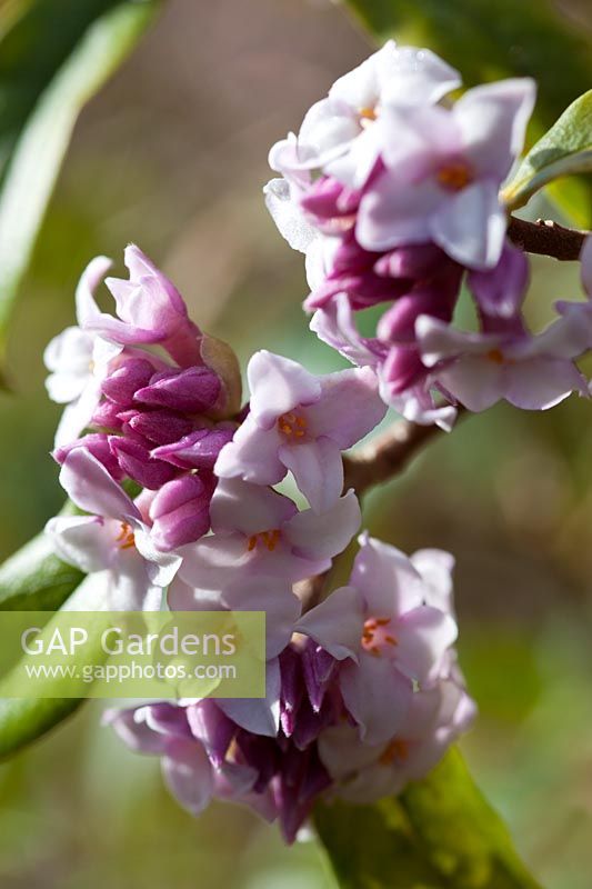 Daphne bholua 'Jacqueline Postill'