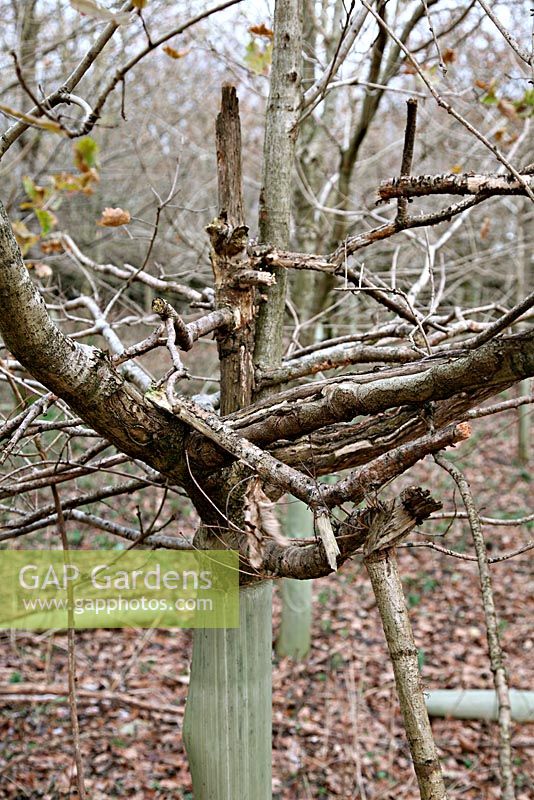 Sciurus carolinensis - Grey squirrel, damage to young Quercus robur - English Oak, in establishing hardwood plantation, Devon UK. The tree leader has been completely ringbarked and spoiled the value for timber