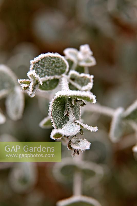 Eucalyptus gunnii AGM juvenile leaves with hoar frost in December