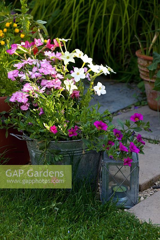 Nicotiana - Tobacco plant, and 'Surfina' Petunia together in a pot