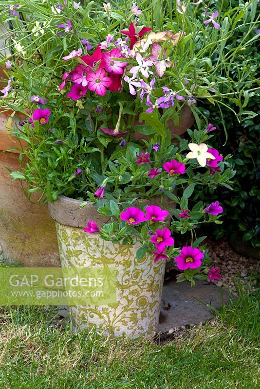 Nicotiana - Tobacco plant, and 'Surfina' Petunia together in a pot
