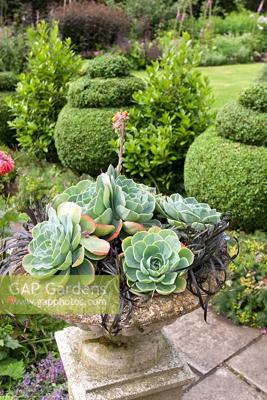 Echeveria - Mexican Snowballs and Ophiopogon, in stone urn. Row of topiary and alternate Laurus nobilis - Bay trees, behind. Mill Dene Garden, June