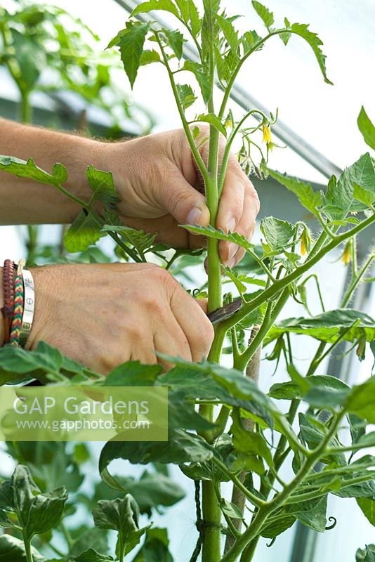 Stopping a Tomato plant by cutting off its leading shoot or growing tip with a penknife