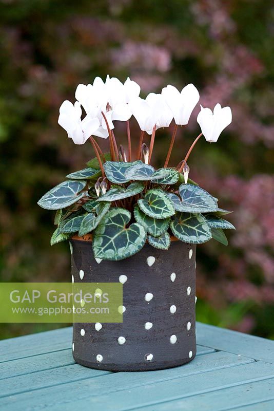 Cyclamen hederifolium - Hardy Cyclamen, in black and white spotty container.