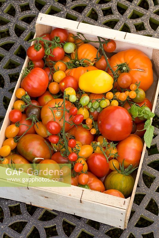 Harvested Tomatoes in a wooden box at West Dean Gardens, Hampshire