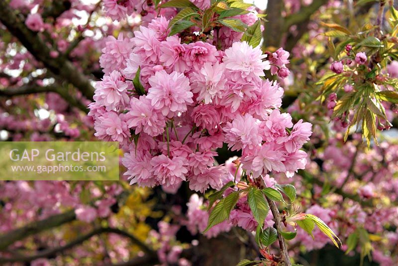 Prunus serrulata 'Kiku-shidare-zakura'