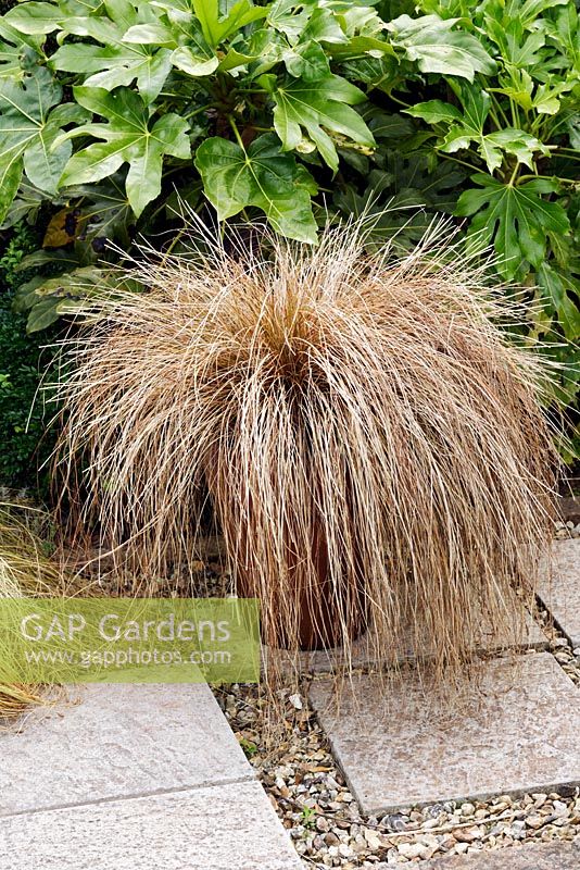 Pot of Carex flagellifera in garden on slab and gravel pathway with  Fatsia japonica in background