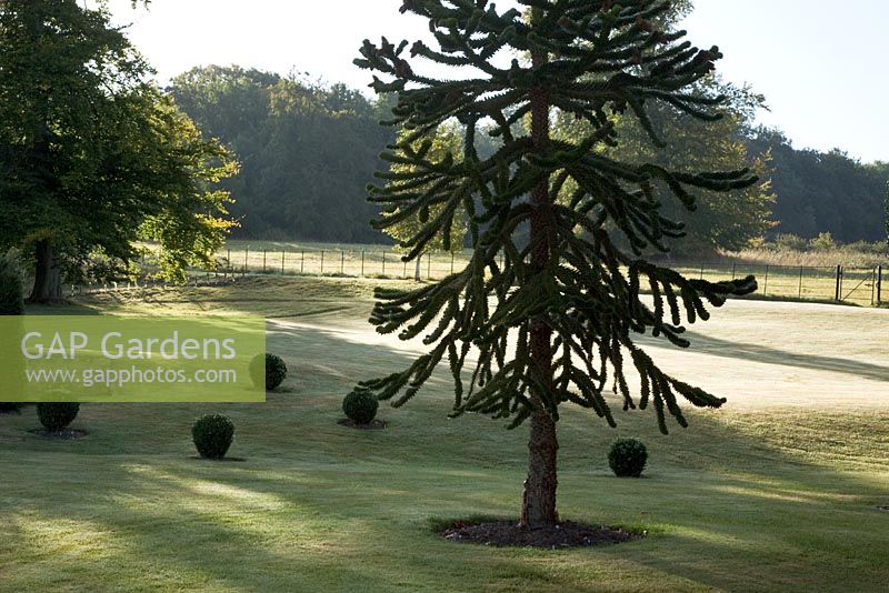 Araucaria araucana - Monkey puzzle tree - in a landscaped garden, with clipped Buxus balls in the lawn. September