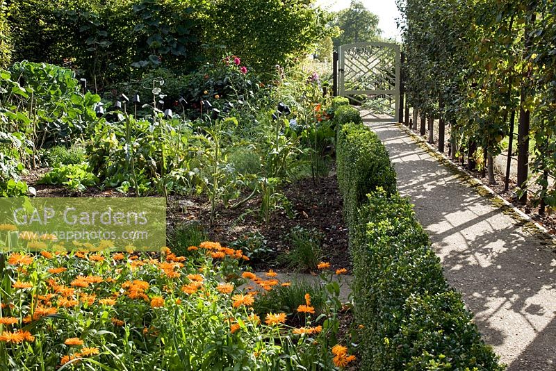 Concrete path through vegetable and herb garden with decorative wooden gate. Espaliered Malus - Apple, Calendula officinalis 'Radio', Dahlias and Buxus - Box hedging 