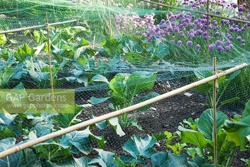Decorative potager in Summer, with Brassicas protected under green netting and Allium schoenoprasum - Chives behind.  
