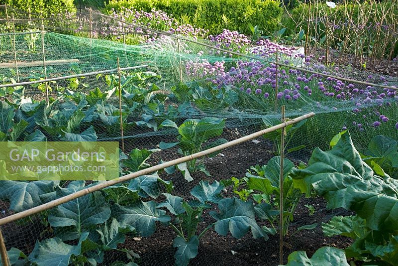 Decorative potager in Summer, with Brassicas protected under green netting and Allium schoenoprasum - Chives behind. 