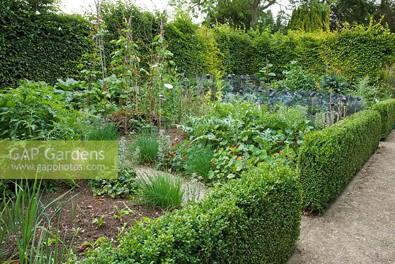 Decorative potager and herb garden with Runner Beans, Allium schoenoprasum - Chives, edged with Buxus - Box hedge