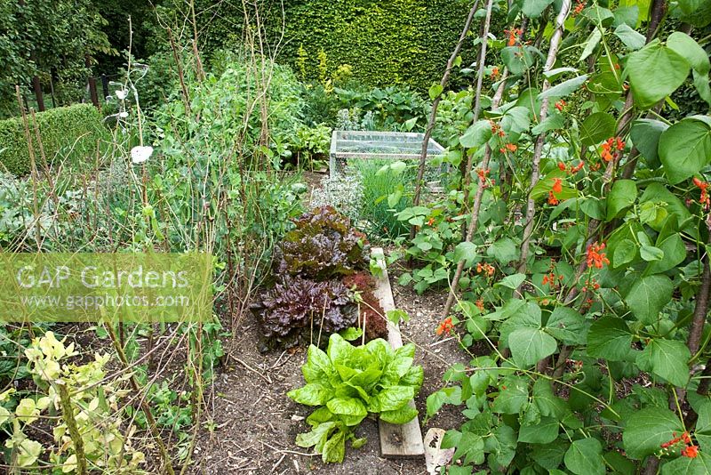 Decorative potager and herb garden, with Runner Beans in flower and salad crops.