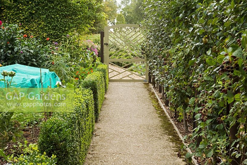 Vegetable garden with concrete path, Buxus - Box hedging and decorative wooden gate in summer.
