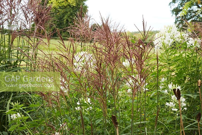 Miscanthus sinensis 'Maleparatus' and Cleome spinosa 'Helen Campbell', September.  