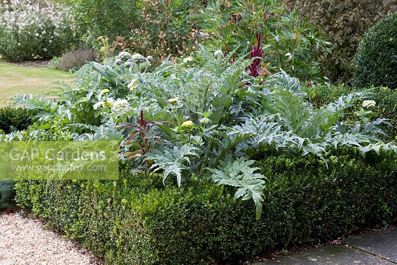 Decorative, square Buxus - Box bed planted with Cynara scolymus 'Gros Vert de Laon' and pale Zinnias 'Benary's Giant White and Lime'.