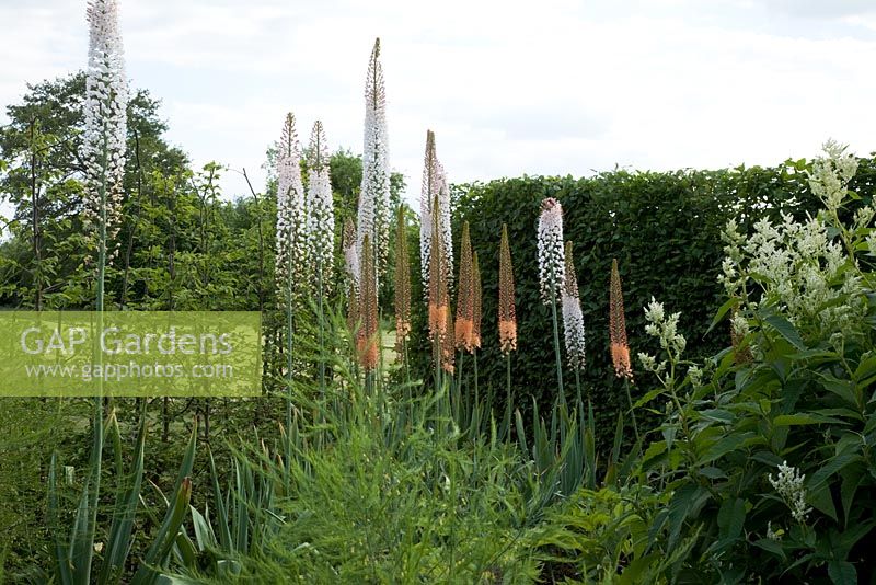 Eremurus - Foxtail Lilies and Persicaria polymorpha backed by Carpinus - Hornbeam hedge, June. 