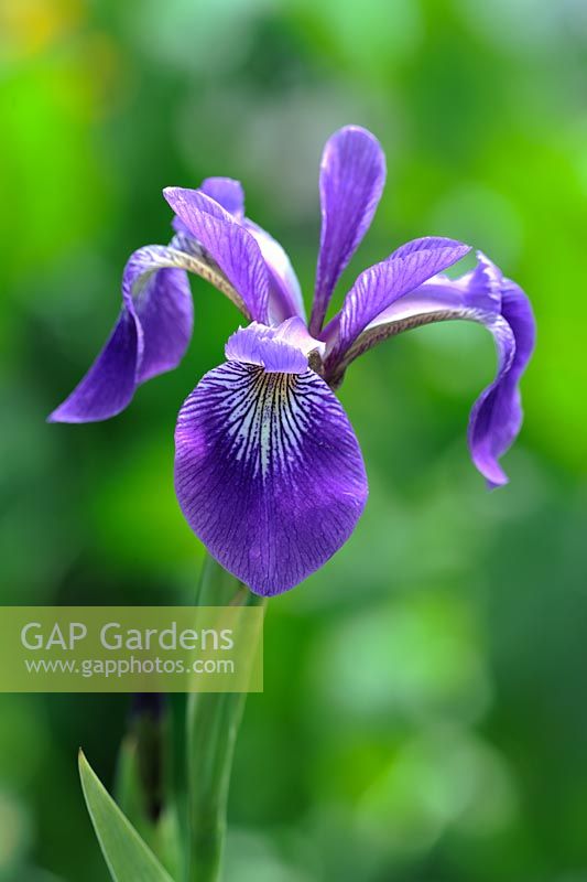 Iris versicolor 'Algonquin'