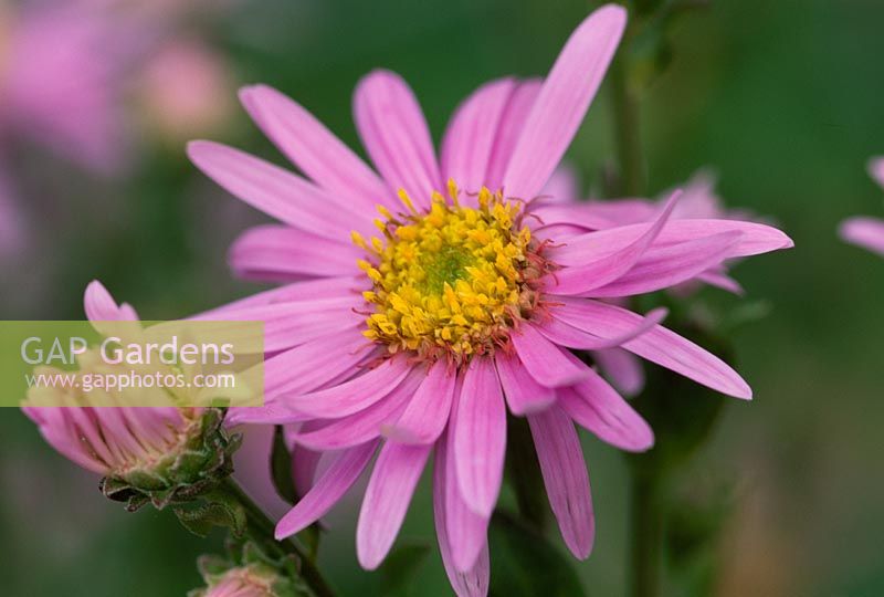 Aster amelius 'Rosa Erfullung' syn. 'Pink Zenith'