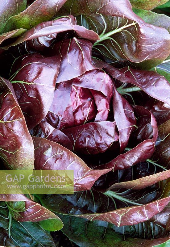 Cichorium intybus 'Palla Rossa Bella' - Chicory