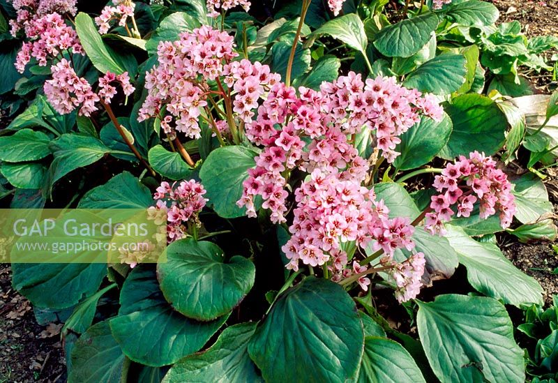 Bergenia x schmidtii - Elephants Ears