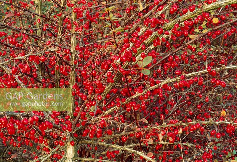 Berberis thunbergii 'Green Carpet'