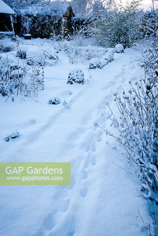 Garden under snow