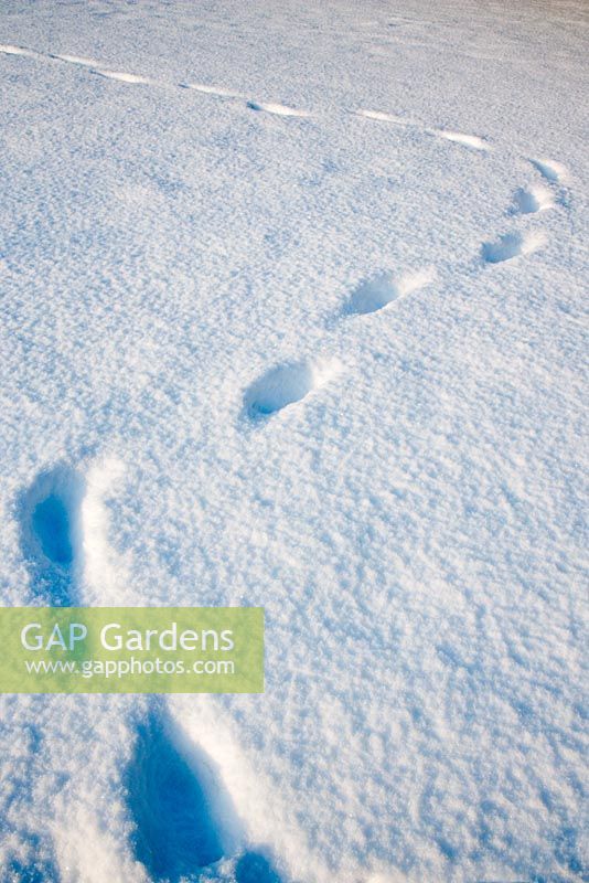 Garden under snow