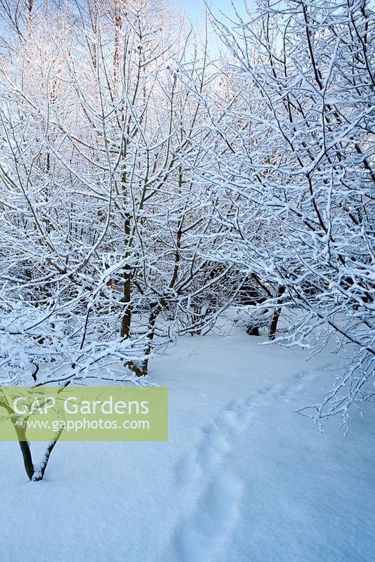 Pathway with snowed-over footprints through small woodland copse in garden, in snow. Including Acer palmatum 'Osakazuki', Acer campestre - Field Maple, Corylus avellana - Hazel