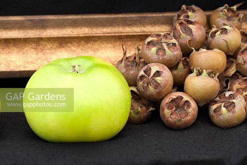 Mespilus germanica  - Medlar with Apple 'Bramley's Seedling'