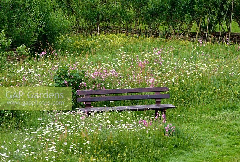 Wooden bench in wildflower meadow with living Willow tunnel behind. Flowers include Leucanthemum vulgare - Ox-eye Daisy, Silene dioica - Red Campion, and Rhinanthus minor - Yellow Rattle