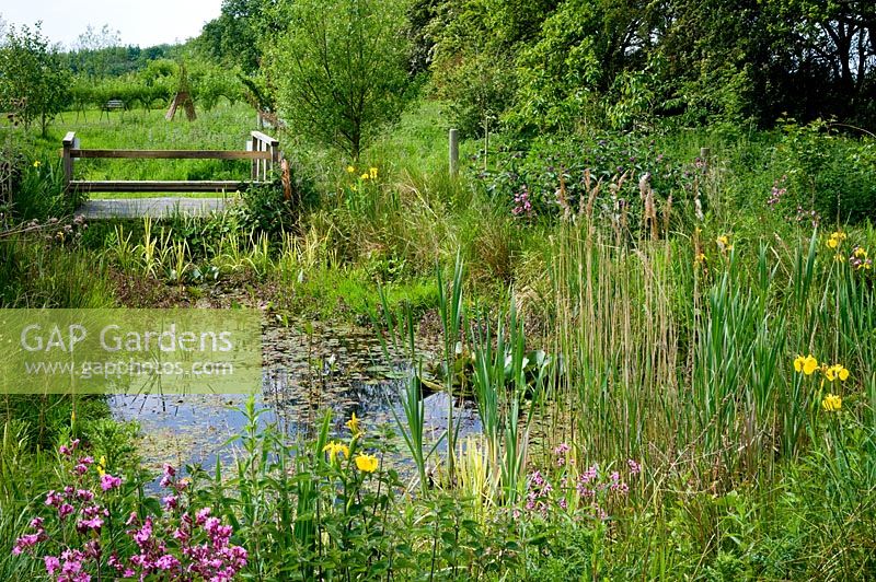 Wildlife pond with viewing platform. Plants include Dipsacus fulonum - Teasel, Silene dioica - Red Campion, Iris pseudacorus - Flag Iris, Lychnis flos-cuculi - Ragged Robin, Symphytum - Comfrey, Mentha aquatica - Water Mint