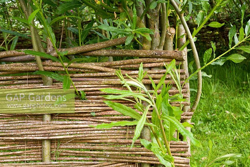 Detail of Salix - Willow weaving, using living uprights