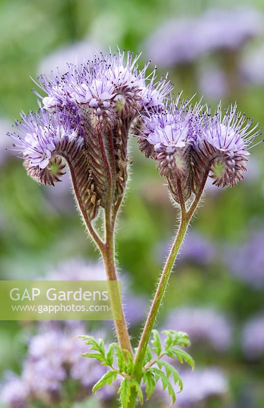 Phacelia tanacetifolia - Green Manure, which also attracts beneficial insects, such as hoverflies, if left to flower